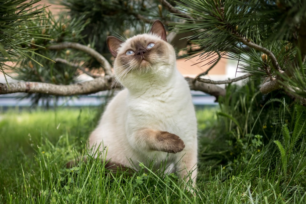 Bonsai Kitten > Unsere Katzen > Laira of Bonsai Kitten